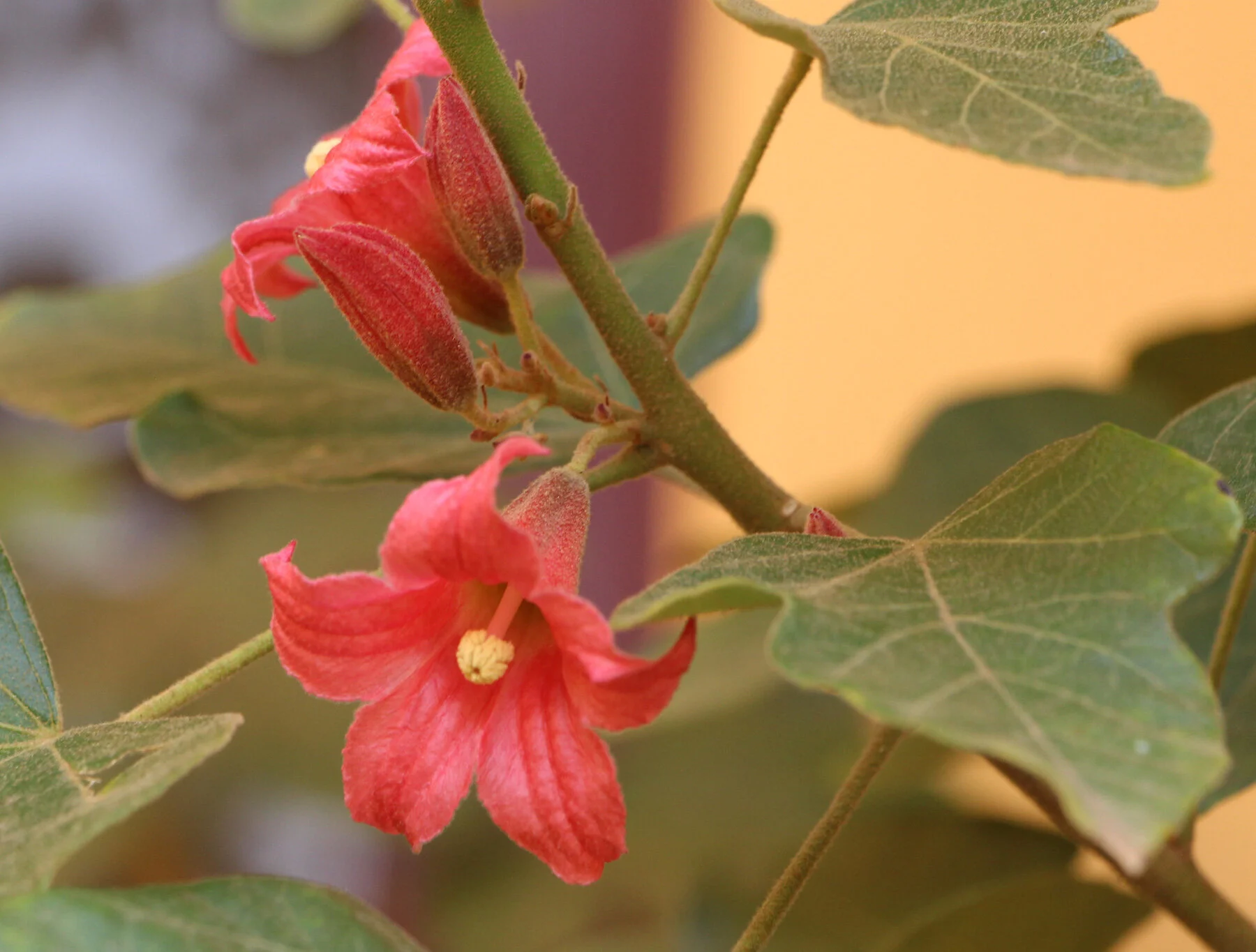 Brachychitons — Walcott Garden